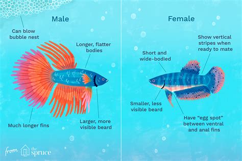 Betta Fish Male Vs Female