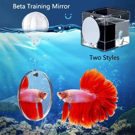 Betta Fish Mirror