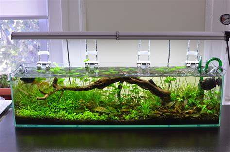 Betta Fish Natural Habitat Tank