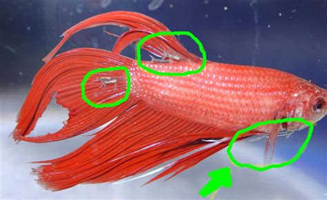 Betta Fish Parasites