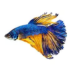 Betta Fish Petsmart Price