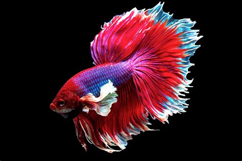 Betta Fish Photo