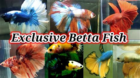 Betta Fish Price