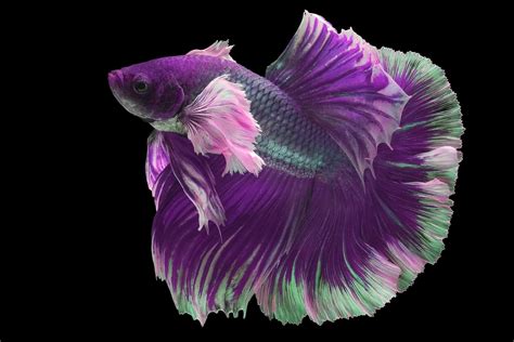 Betta Fish Purple