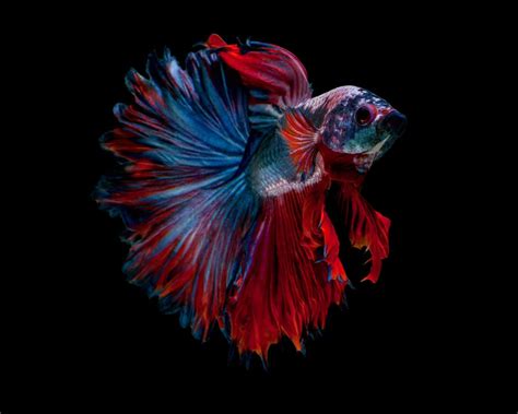 Betta Fish Rosetail