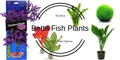 Betta Fish Safe Plants
