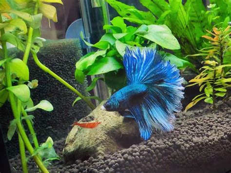 Betta Fish Shrimp