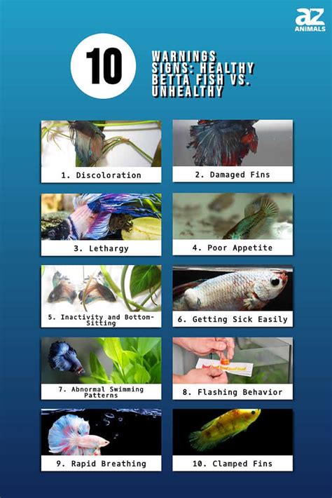 Betta Fish Sick Signs