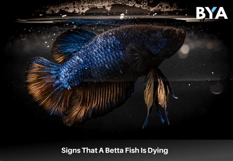 Betta Fish Signs Of Dying