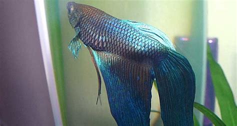 Betta Fish Sinking To Bottom