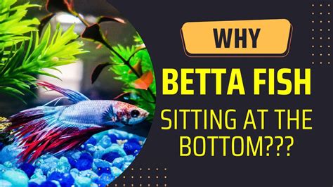 Betta Fish Sitting On Bottom Of Tank