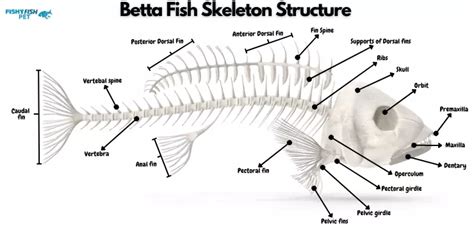 Betta Fish Skeleton