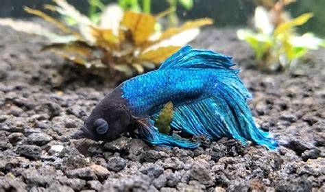 Betta Fish Sleeping At Top Of Tank