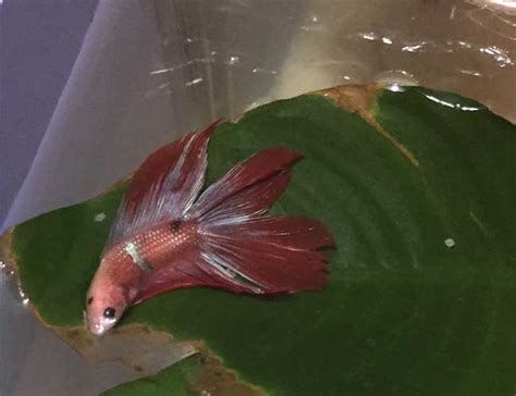 Betta Fish Sleeping Position