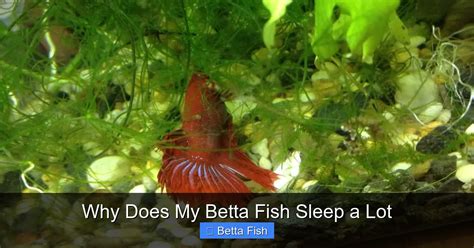 Betta Fish Sleeps A Lot