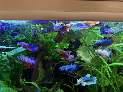Betta Fish Sorority Tank