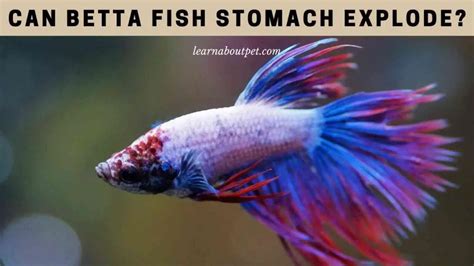 Betta Fish Stomach Explode
