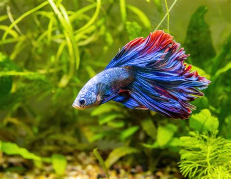 Betta Fish Swimming