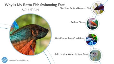 Betta Fish Swimming Fast