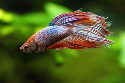 Betta Fish Swimming Sideways