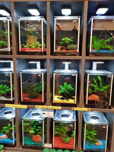 Betta Fish Tank With Plant