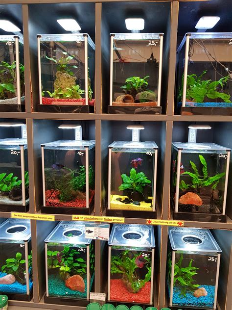 Betta Fish Tank With Plants