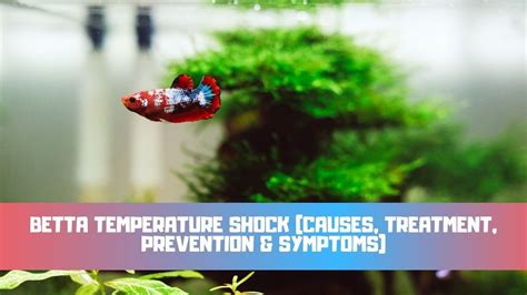 Betta Fish Temperature Shock