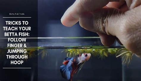 Betta Fish Tricks
