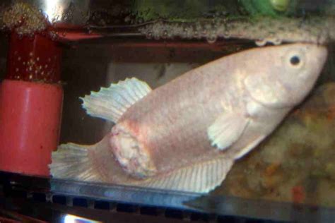 Betta Fish Ulcer