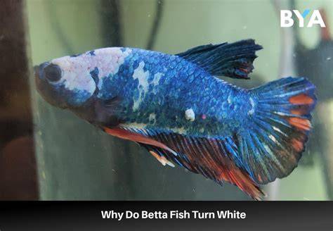 Betta Fish White Patches