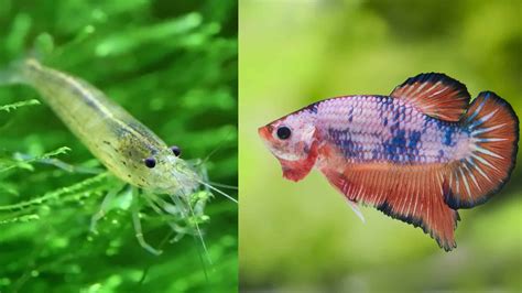 Betta Fish With Shrimp