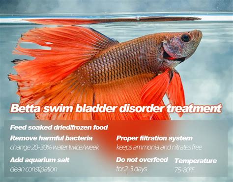 Betta Fish With Swim Bladder Disease
