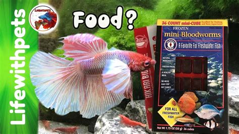 Betta Fry Food