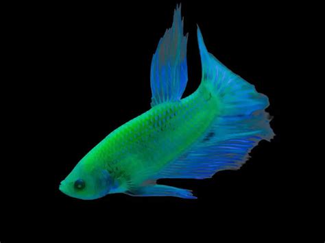 Betta Glow Fish