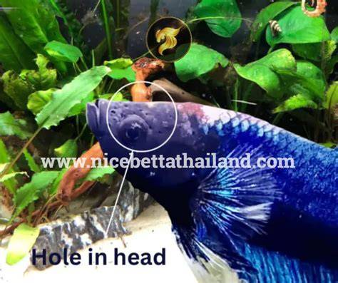 Betta Hole In Head