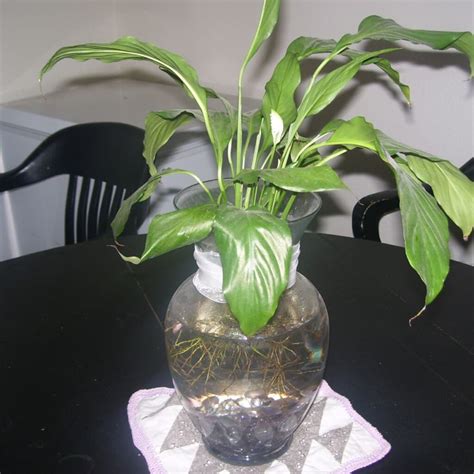 Betta In Vase With Plant