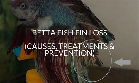 Betta Losing Fins