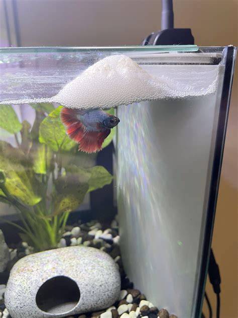 Betta Making Bubble Nest
