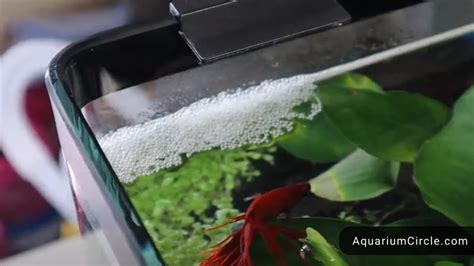 Betta Making Bubbles