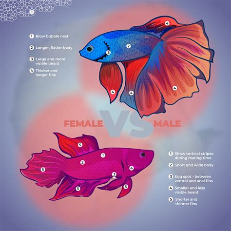 Betta Male And Female