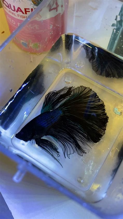 Betta Not Swimming