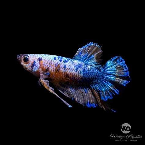 Betta Plakat For Sale