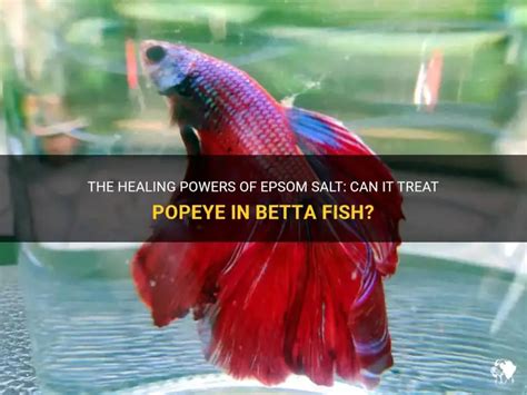 Betta Popeye Treatment