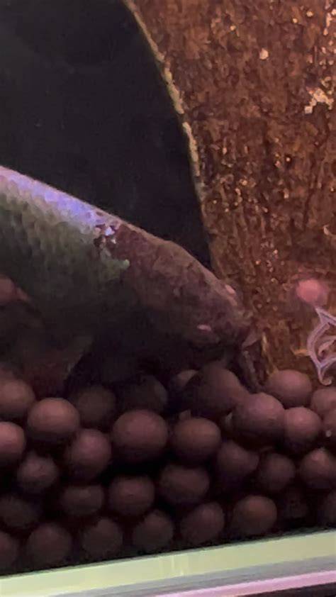 Betta Sinking To Bottom