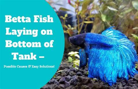 Betta Sits At Bottom Of Tank
