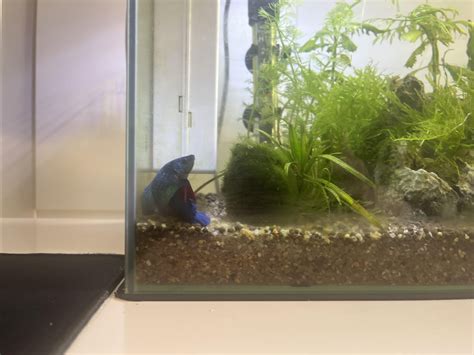 Betta Sitting At Bottom Of Tank