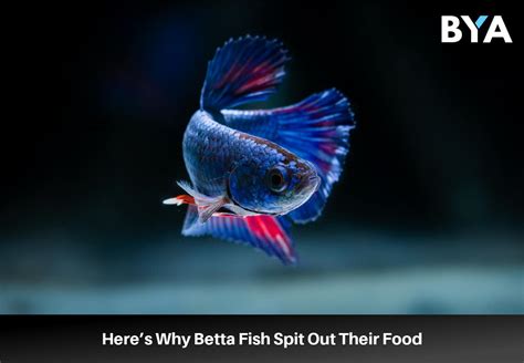 Betta Spits Out Food