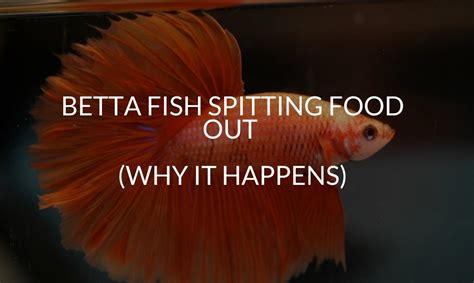 Betta Spitting Out Food