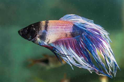 Betta Stress Stripes