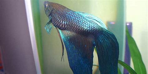 Betta Swim Bladder Symptoms